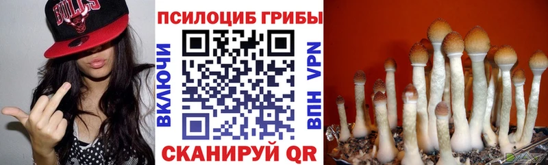 Галлюциногенные грибы Psilocybe  kraken   Дмитров 